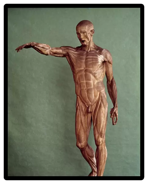 Human anatomy. Ecorche by Jean Antoine Houdon (1741-1828), 18th century