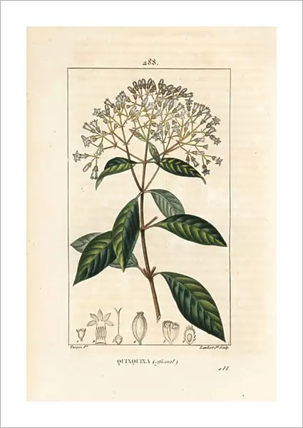 Quinquina - Quinine or Peruvian bark tree, Cinchona officinalis, with flower, branch, leaf and seed. Handcoloured stipple copperplate engraving by Lambert Junior from a drawing by Pierre Jean-Francois Turpin from Chaumeton