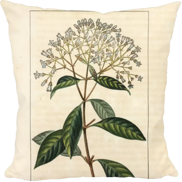 Quinquina - Quinine or Peruvian bark tree, Cinchona officinalis, with flower, branch, leaf and seed. Handcoloured stipple copperplate engraving by Lambert Junior from a drawing by Pierre Jean-Francois Turpin from Chaumeton