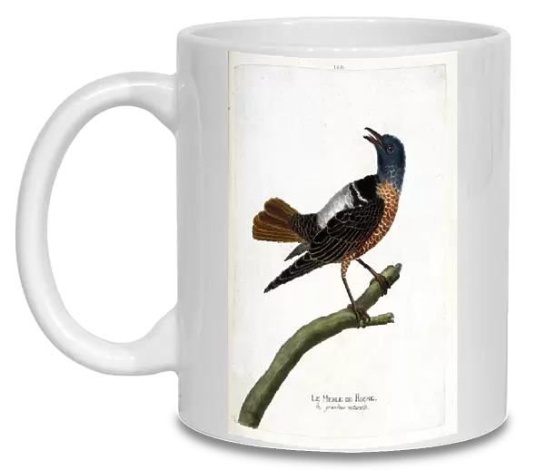 Zoological chart (ornithology): rock blackbird (rock blackbird or monticola saxatilis)