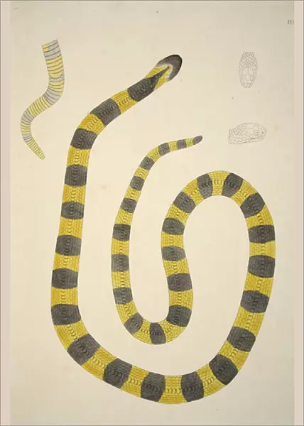 Bungarum Pamah, from an Account of Indian Serpents Collected on the Coast of Coromandel