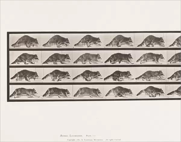 Plate 744. Raccoon; Walking; Change to Galloping, 1885 (collotype on paper)