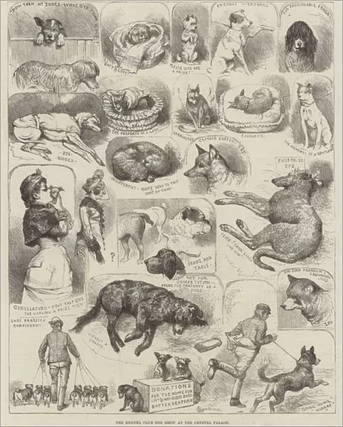 The Kennel Club Dog Show at the Crystal Palace (engraving)