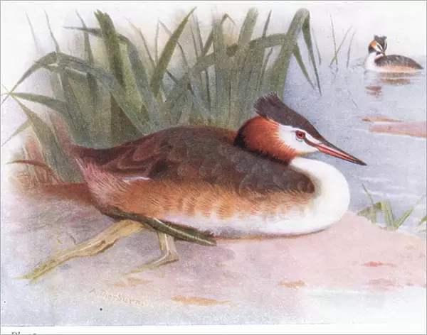 Great Crested Grebe (colour litho)