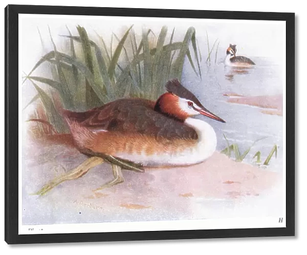 Great Crested Grebe (colour litho)