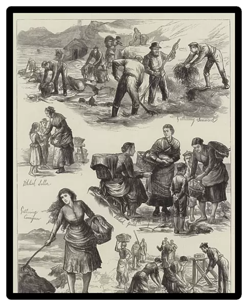 Irish Distress, gathering Sea-Weed for Food on the Coast of Clare (engraving)