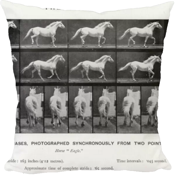 Eadweard Muybridge: The Trot (b  /  w photo)