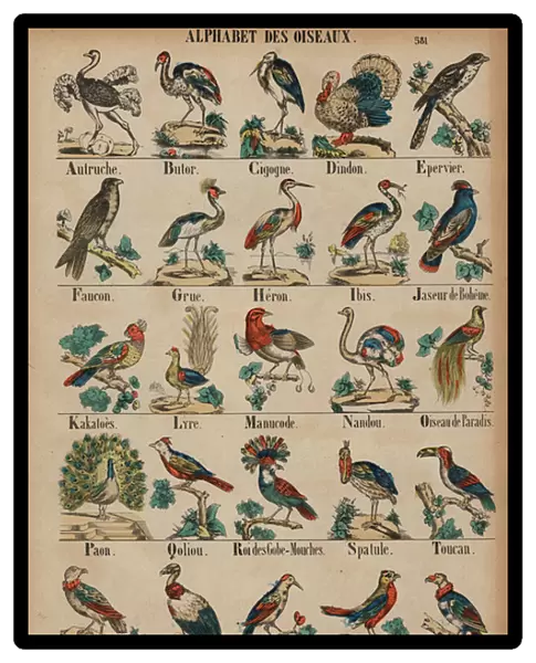 A to Z of birds (coloured engraving)