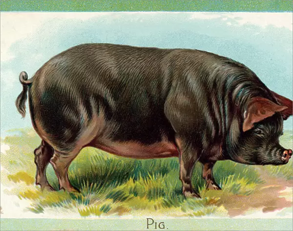 Pig (chromolitho)