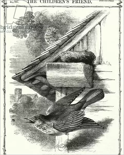 Spotted Fly-Catchers and Nest (engraving)
