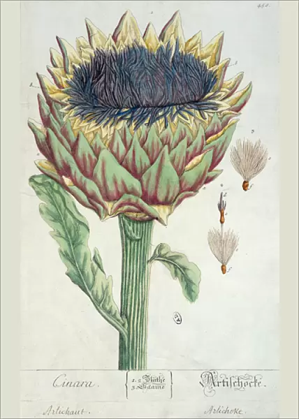 Artichoke, from Herbarium Blackwellianum, 1757 (pen & ink and w  /  c on paper)