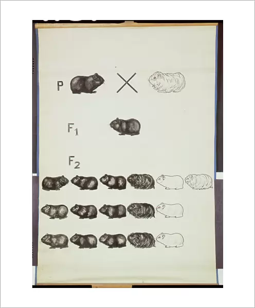 Poster demonstrating Mendels Law in Guinea Pigs (colour litho)