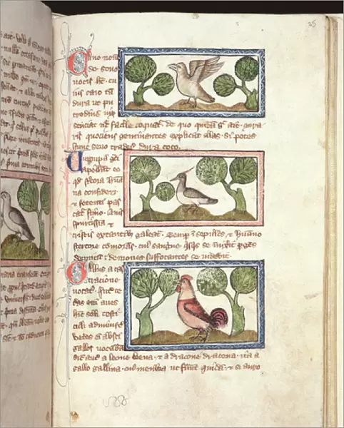 Ms 379, f. 25r: Three birds on the ground, from a Bestiary, early 14th century (parchment)