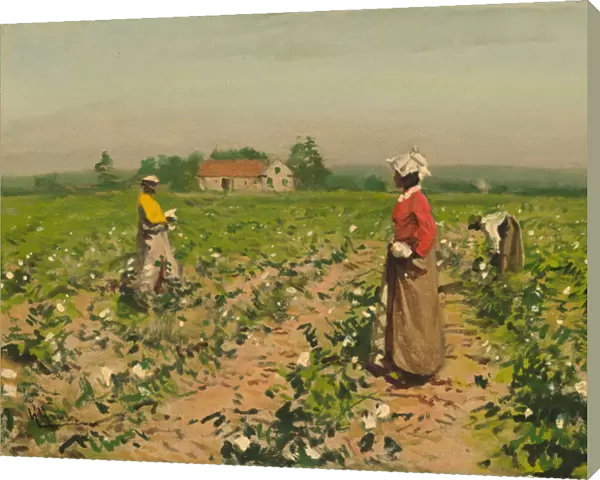 Picking Cotton, c. 1890 (oil on academy board)