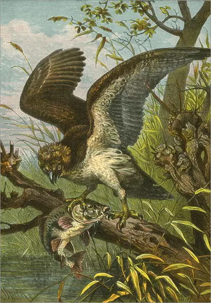 Osprey or fishing hawk