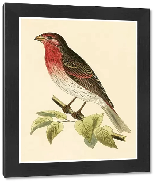 Scarlet Bullfinch, illustration from A History of the Birds of Europe Not Observed in the British Isles by Charles Robert Bree (1811-86), published 1867 (colour litho)