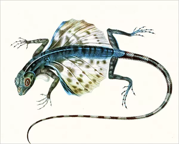 Illustration of the gliding lizard - Draco Volans 1831 (colour engraving)