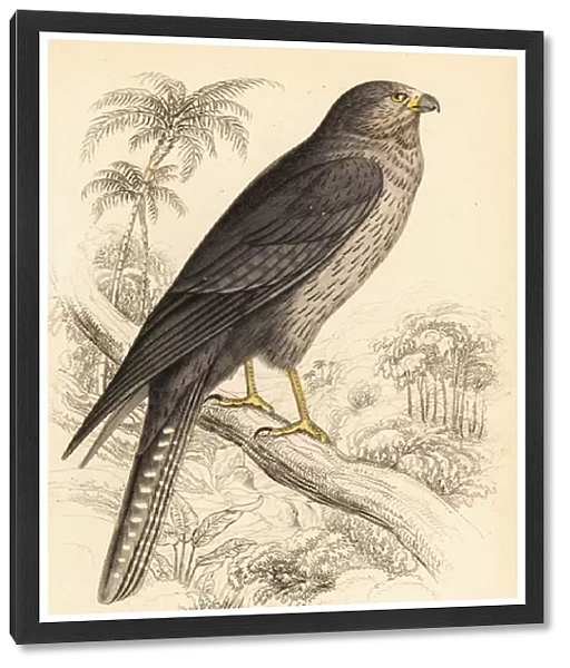 Sooty falcon, Falco concolor