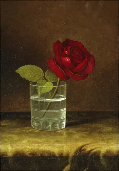 A Red Rose, (oil on canvas)