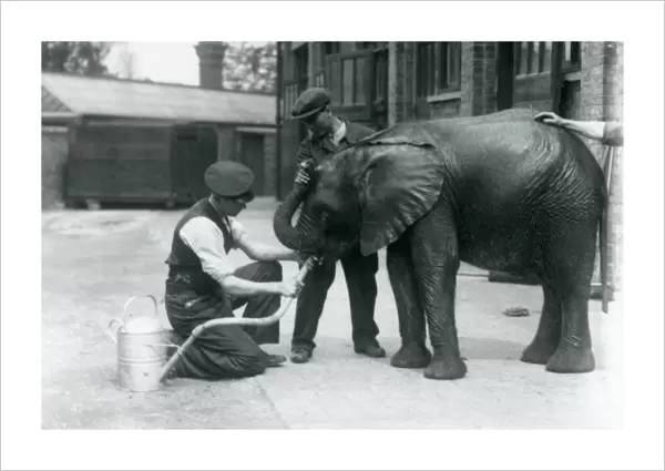 Keepers help young male African Elephant Kiberenge