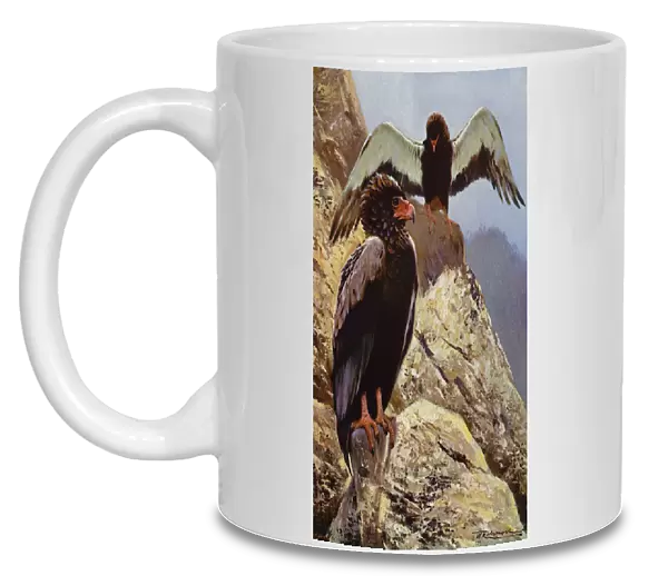Bateleur Eagle (colour litho)