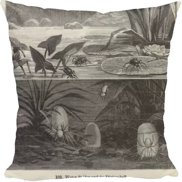 Water Spider and its Diving-bell (engraving)