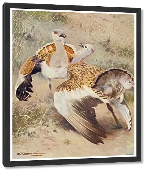 Great Bustard (colour litho)
