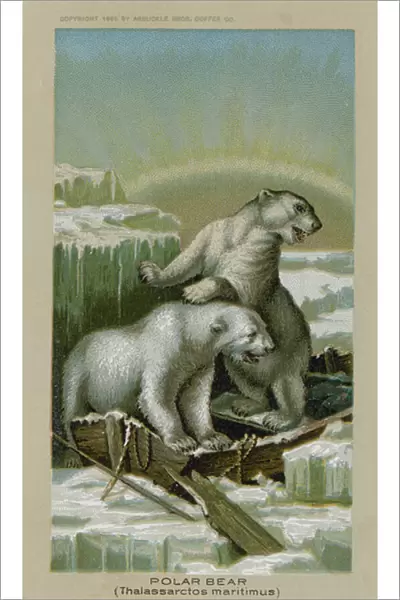 Polar Bear, Thalassarctos Maritimus (chromolitho)