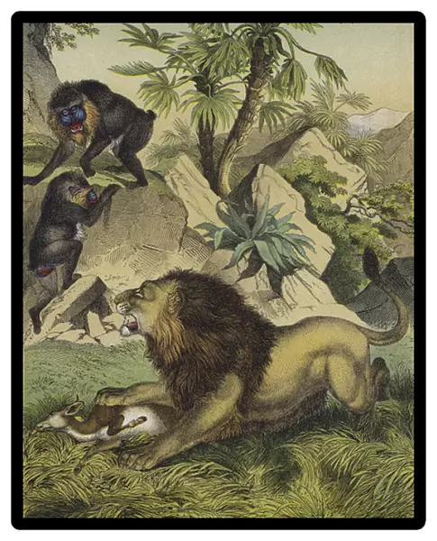 Animals and plants of the mountain forests of coastal West Africa (colour litho)