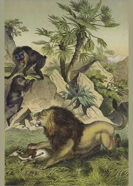 Animals and plants of the mountain forests of coastal West Africa (colour litho)