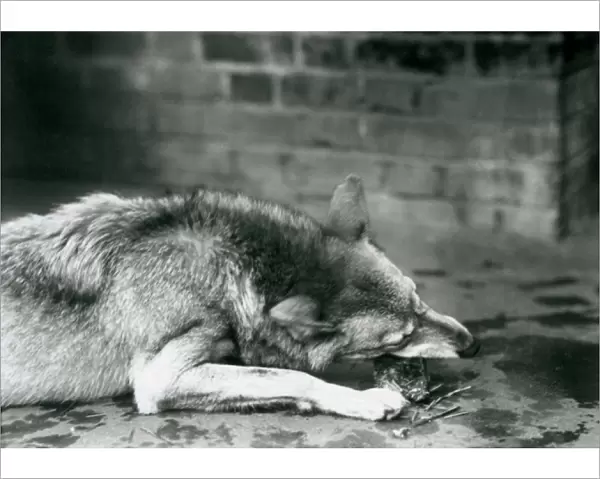 A Grey  /  Timber Wolf lying down to eat at London Zoo in 1927 (b  /  w photo)