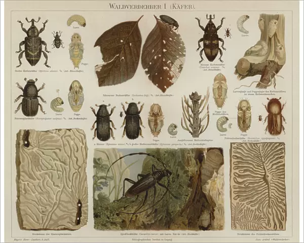 Forest pests: beetles (colour litho)