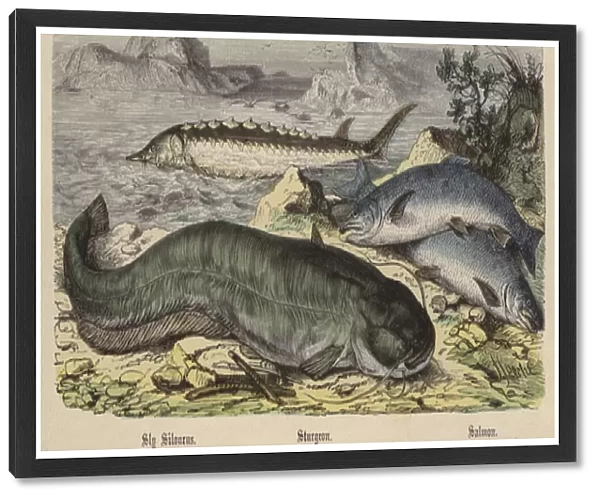 Sly Silourus, Sturgeon, Salmon (coloured engraving)