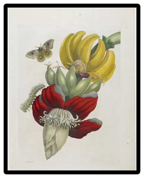 Inflorescence of Banana, 1705 (hand-coloured etching & engraving)
