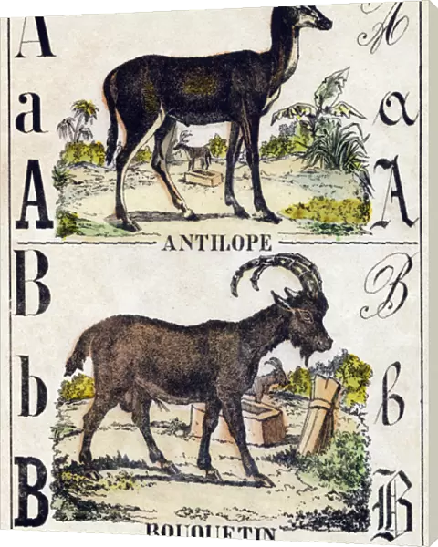 Letter A Antelope;B Ibex. Engraving in 'Alphabet des animaux sauvages'