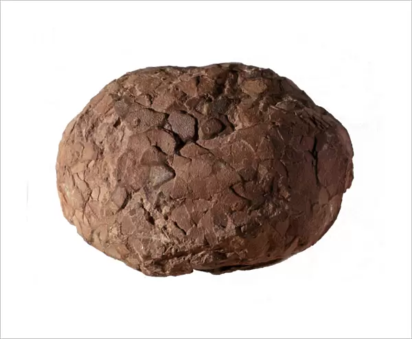 Prehistory: dinosaur egg found in Provence. Mesozoic era, Jurassic period
