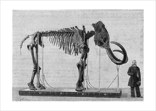 Mammoth skeleton (elephas primigenius) discovered on the banks of the Ice Sea near