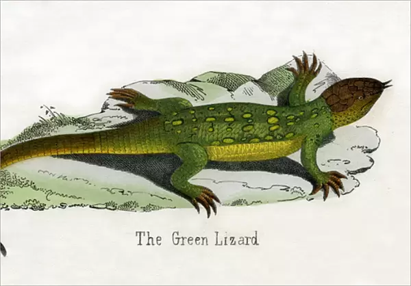 Antique Print of a European Green Lizard, 1859 (engraving)