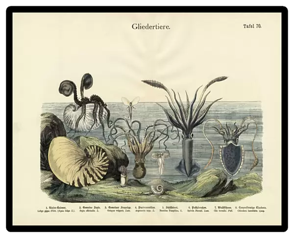 Arthropods, c. 1860 (colour litho)