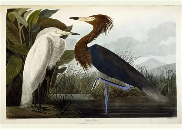 Purple Heron, c. 1835 (Hand-coloured etching with aquatint engraving)