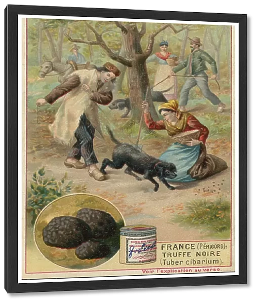 France (Perigord): black truffle (Tuber cibarium) (chromolitho)