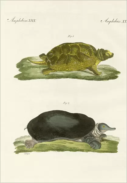 Turtles of fresh waters (coloured engraving)