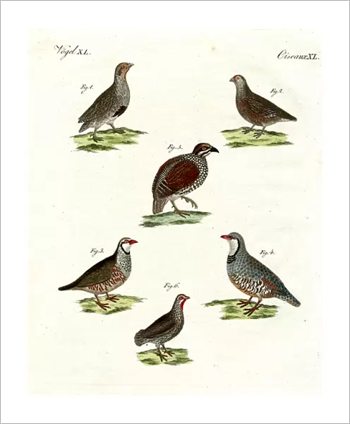 Different kinds of partridges (coloured engraving)