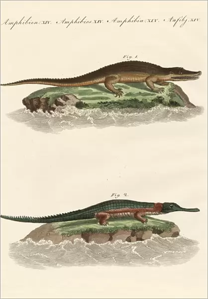 Kinds of crocodiles (coloured engraving)