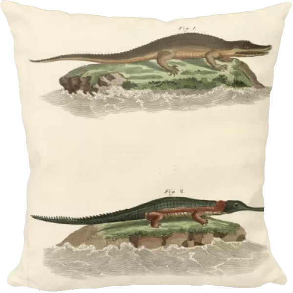 Kinds of crocodiles (coloured engraving)