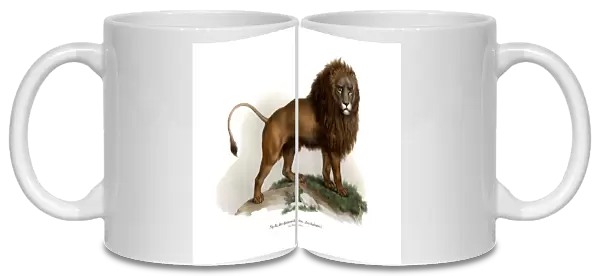 Barbary Lion, 1860 (colour litho)