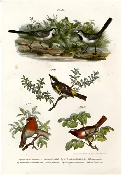 White Wagtail, 1864 (colour litho)