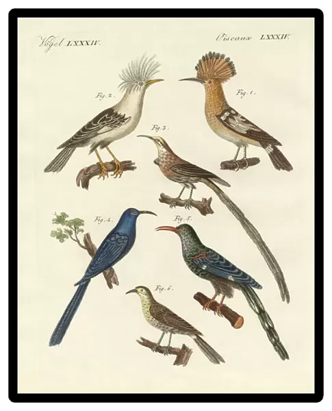 Foreign kinds of hoopoes (coloured engraving)