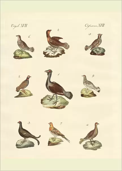 Different kinds of woodhens (coloured engraving)