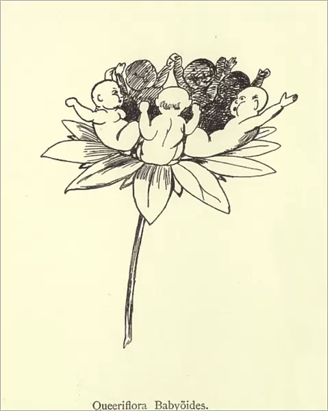 Queeriflora Babyoides (engraving)